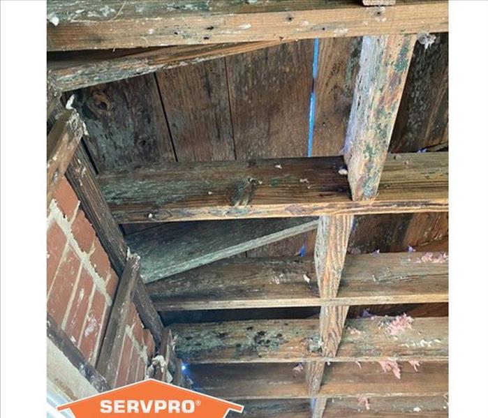 Ceiling Boards affected by mold in Pensacola, Florida