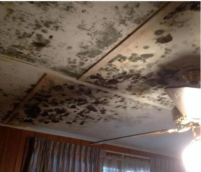 Ceiling boards affected by Mold in Pensacola, Florida