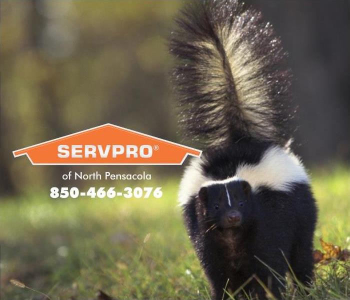 A skunk is shown lifting his tail, ready to spray a threatening, unknown source.
